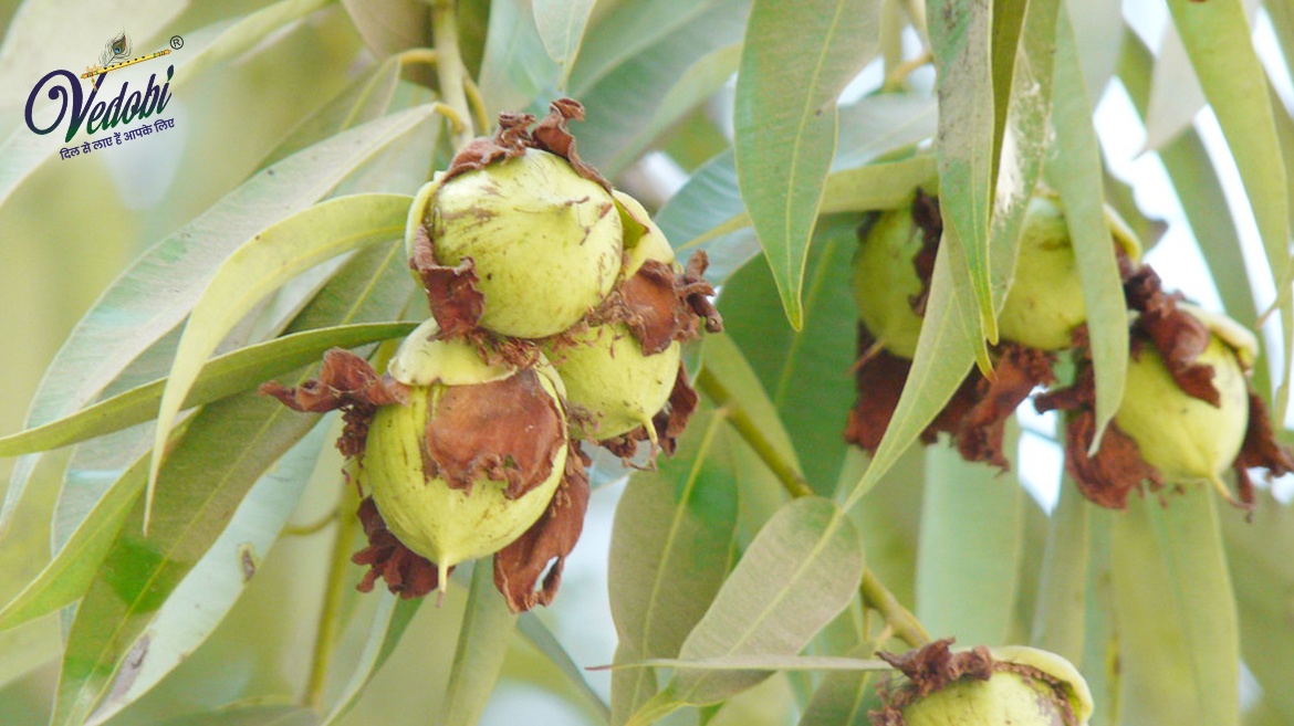 नागकेसर के फायदे और उपयोग