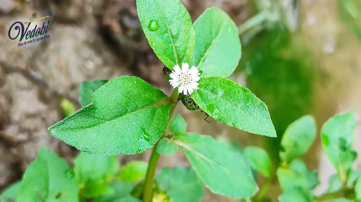 Why is Bhringaraj known as the ‘King of Hair Remedies?
