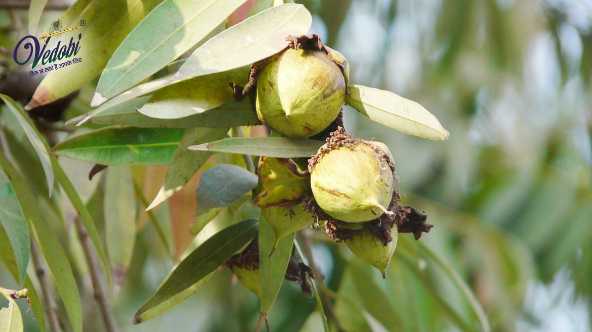 Why is Nagkesar considered so important in Ayurveda?