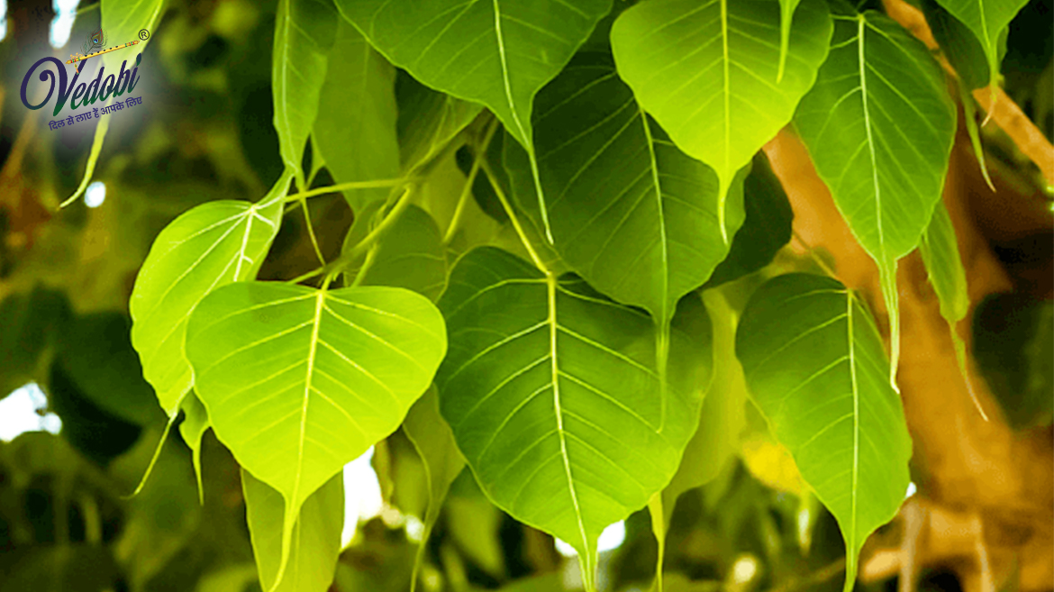 पीपल के आयुर्वेद में महत्व और फायदे