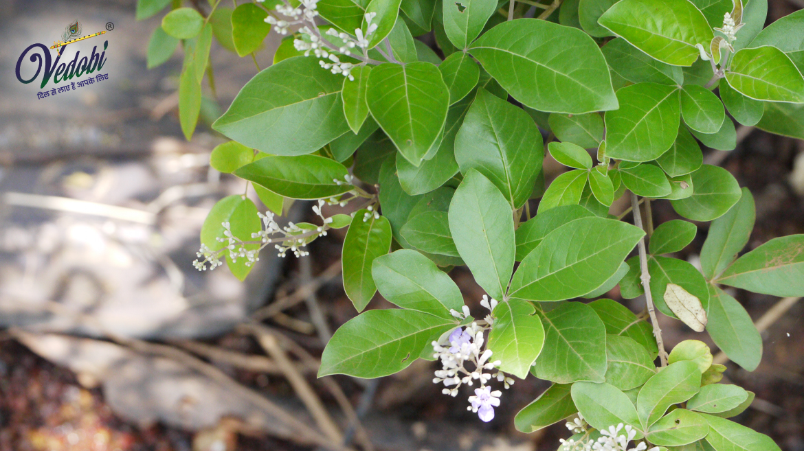 निर्गुंडी क्या है? जानें, इसके फायदे और उपयोग