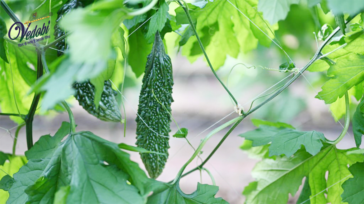 Benefits and Uses of Bitter gourd