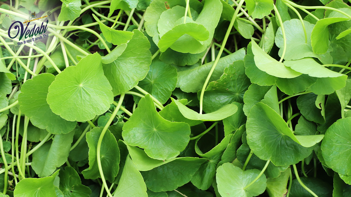 Mandukaparni: Health Benefits, Uses and Side effects