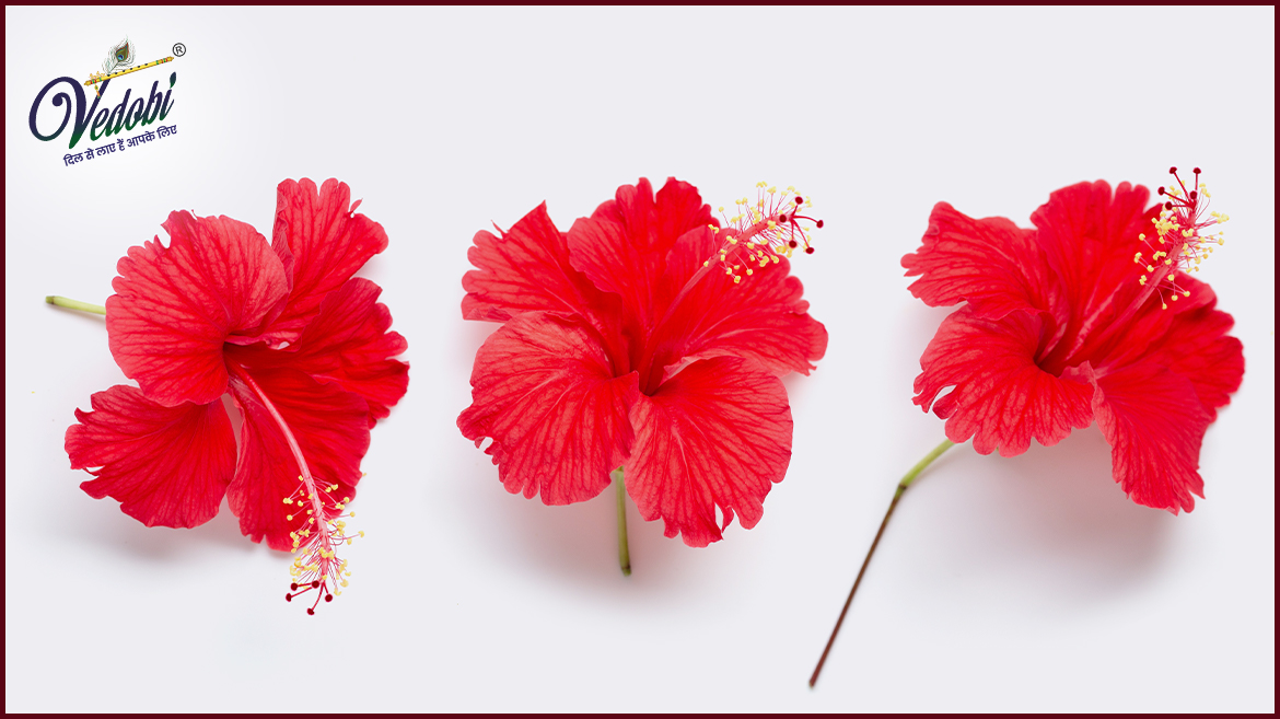 Know about the Benefits of Hibiscus