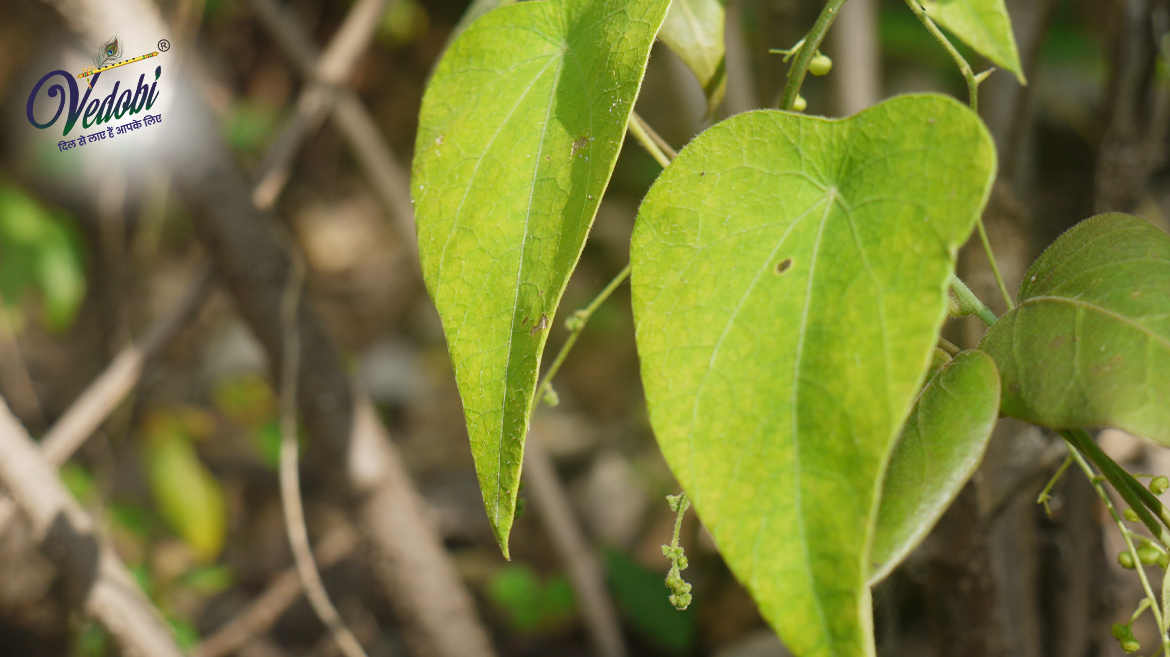 Patha: Benefits, Uses and Side Effects