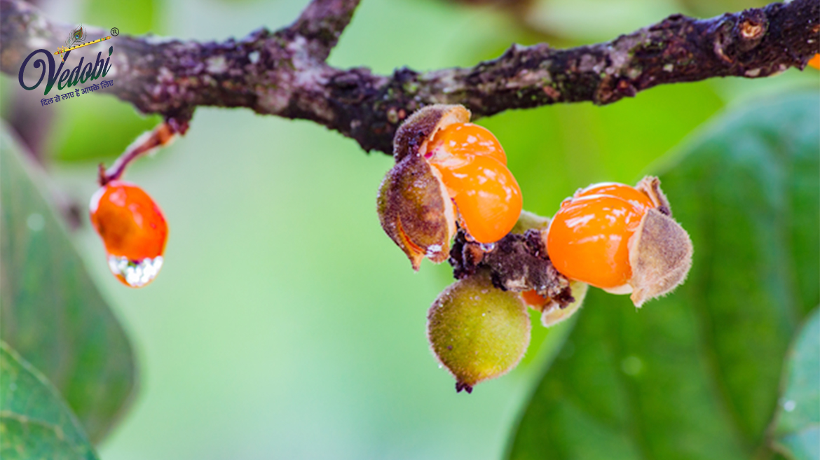 जानें, लोध्र के अद्भुत फायदे