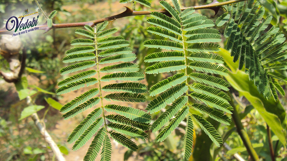 Khadir: Health Benefits, Uses and Side effects