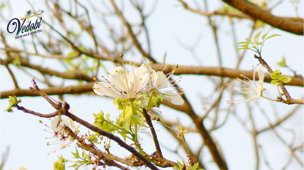 वरुण के फायदे एवं नुकसान