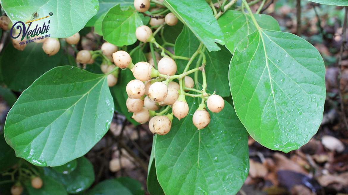 Benefits & Side effects of Lisoda