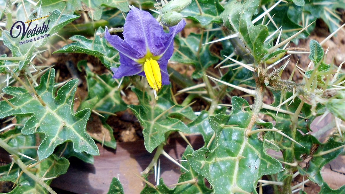 Benefits and Side effects of Kateri