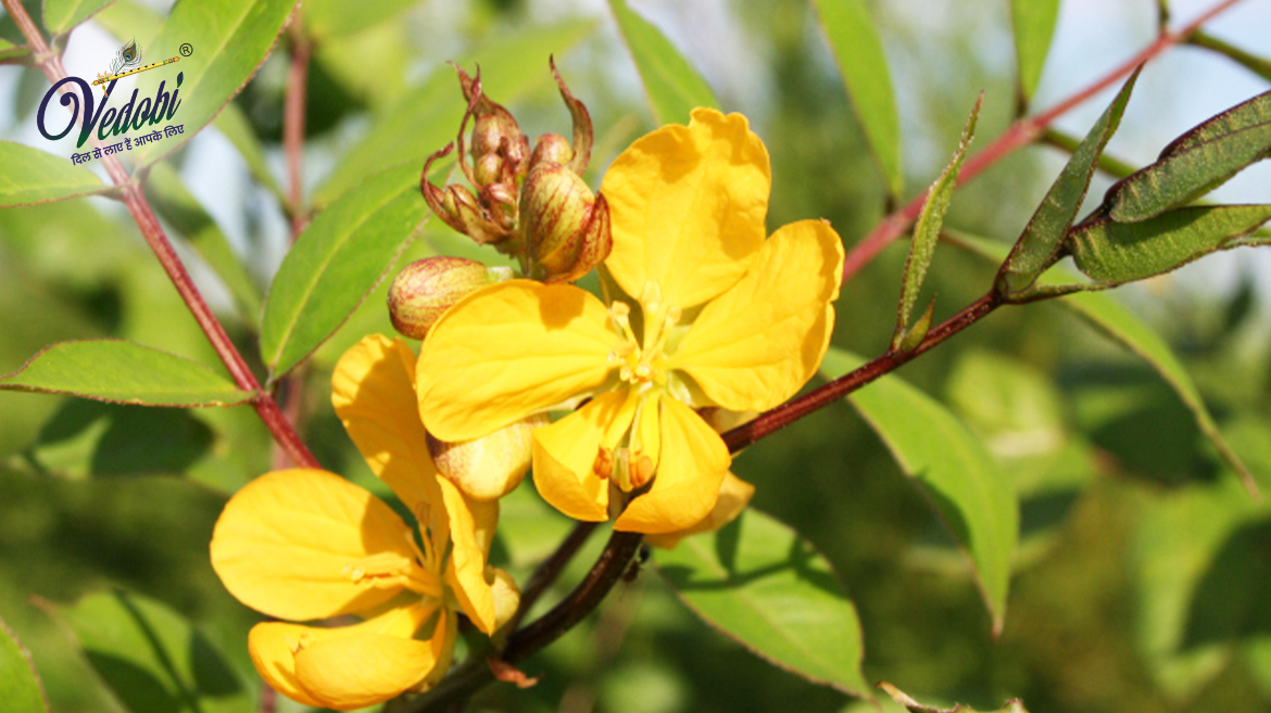 Kasmard: Health Benefits and Side Effects