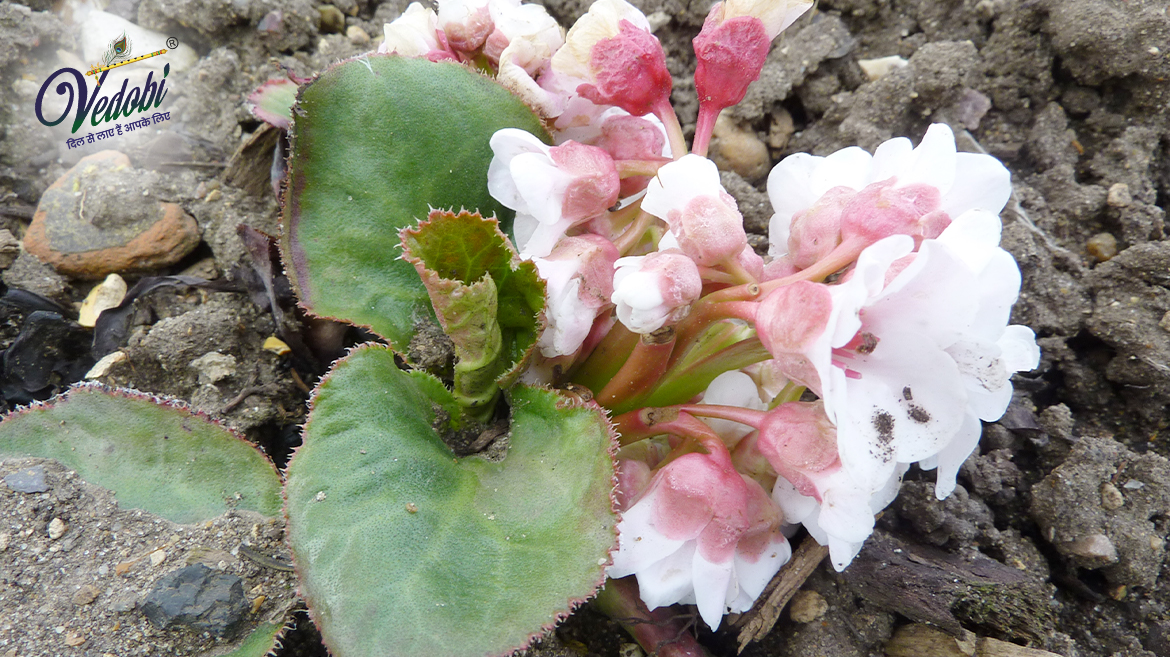 Pashanbhed: A Popular Indian Drug