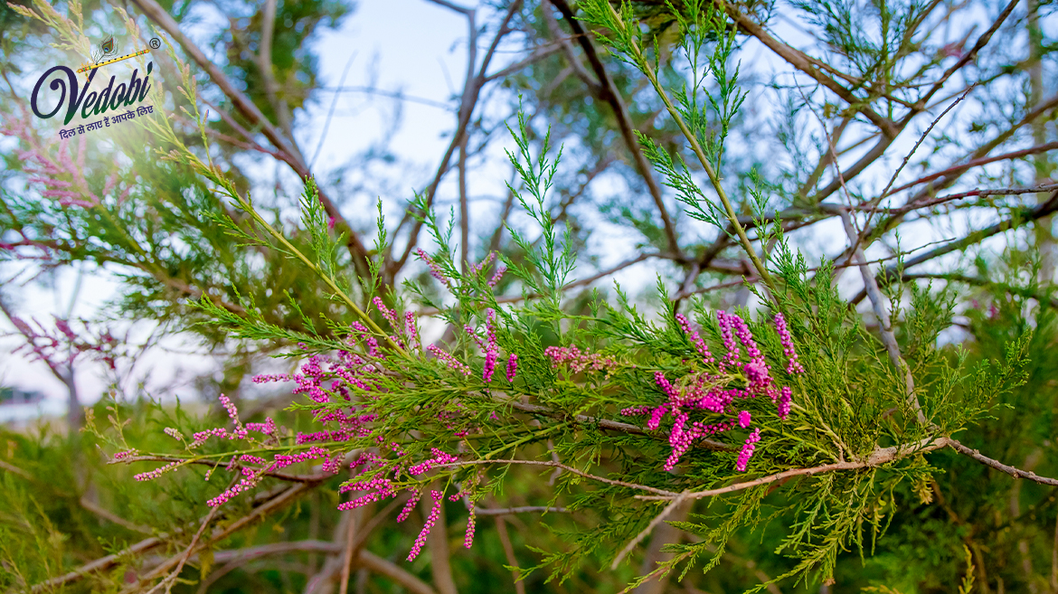 झाऊ के फायदे और नुकसान