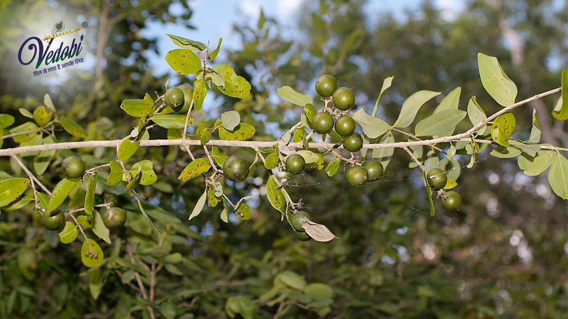 कुचला क्या हैं? जानें इसके बारे में