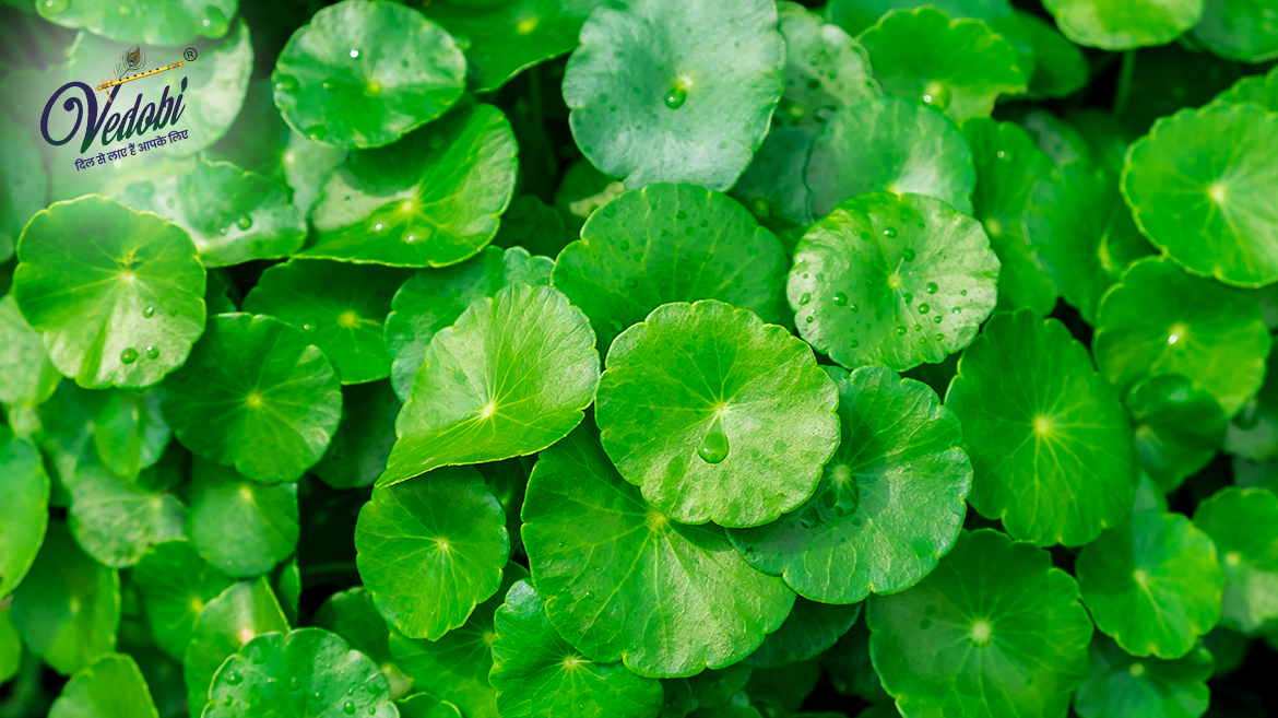 मण्डूकपर्णी क्या है? जानें, इसके स्वास्थ्य लाभ, उपयोग और दुष्प्रभाव