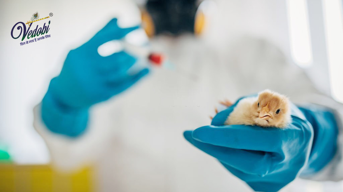 बर्ड फ्लू क्या है? जानें, इसके लक्षण, कारण और इलाज