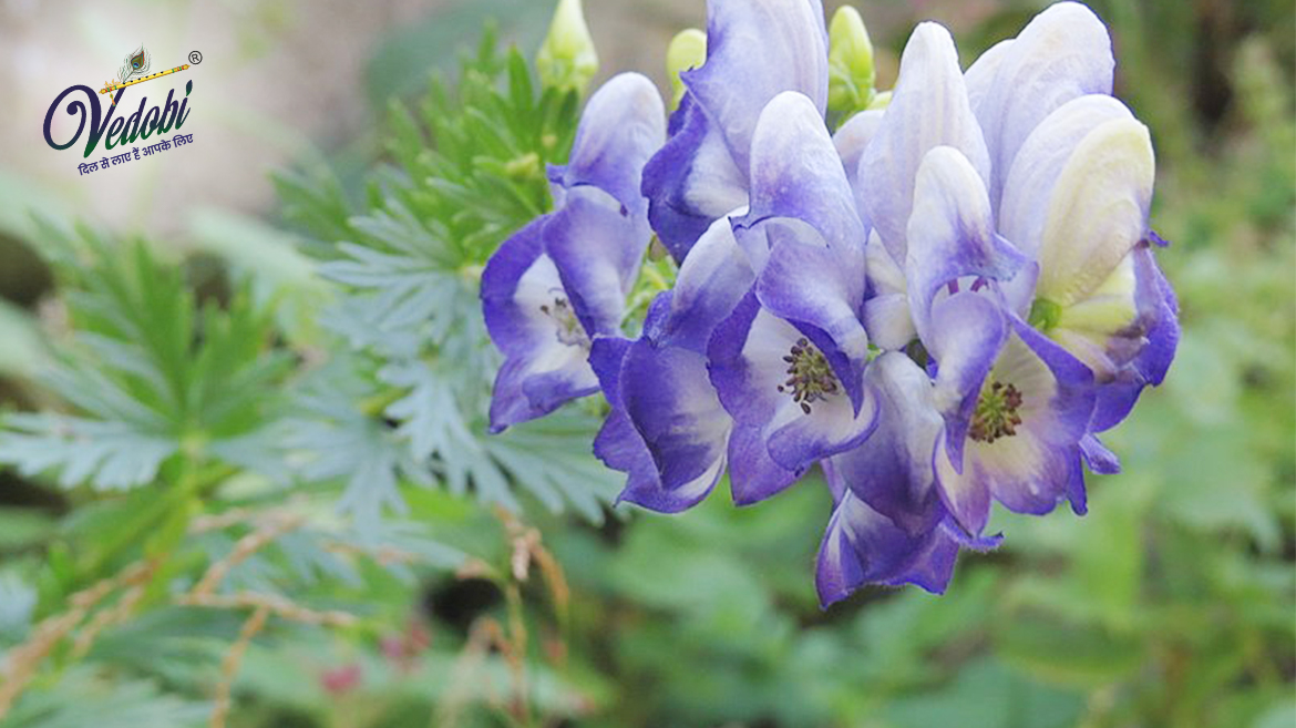 वत्सनाभ के फायदे, उपयोग और दुष्प्रभाव