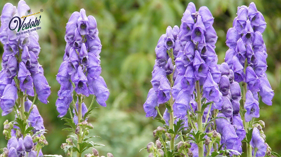 Vatsnabh Health Benefits, Uses and Side effects