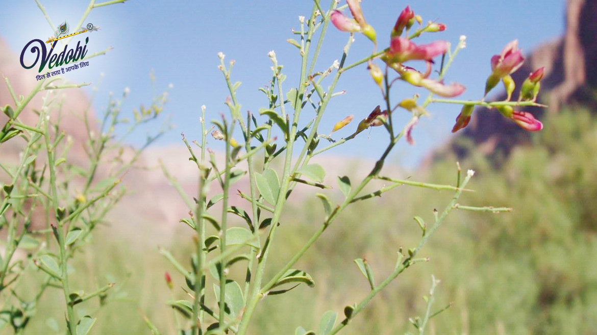 यावसा के आयुर्वेदिक महत्व और उपयोग