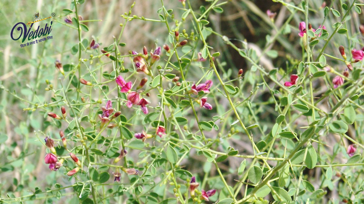 Yavasa: A Traditional Ayurvedic Medicine