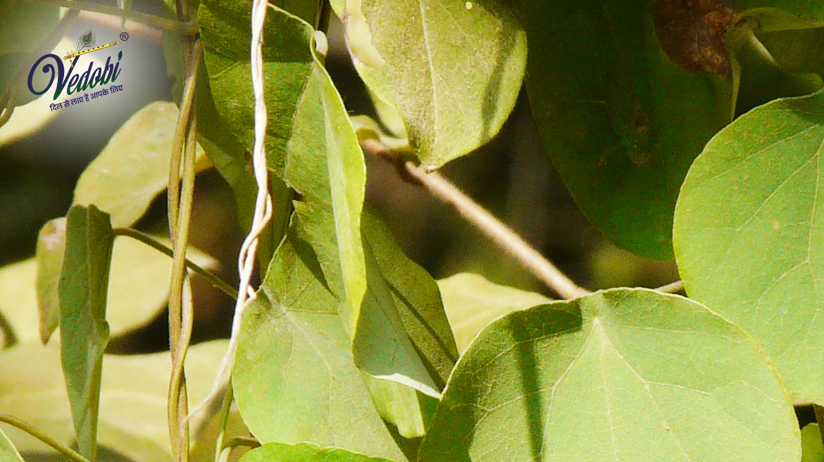 पाठा के फायदे, उपयोग और नुकसान