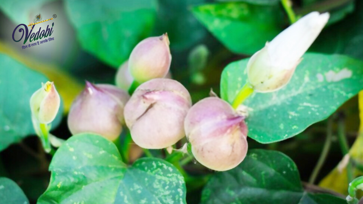 निशोथ के फायदे, उपयोग और नुकसान