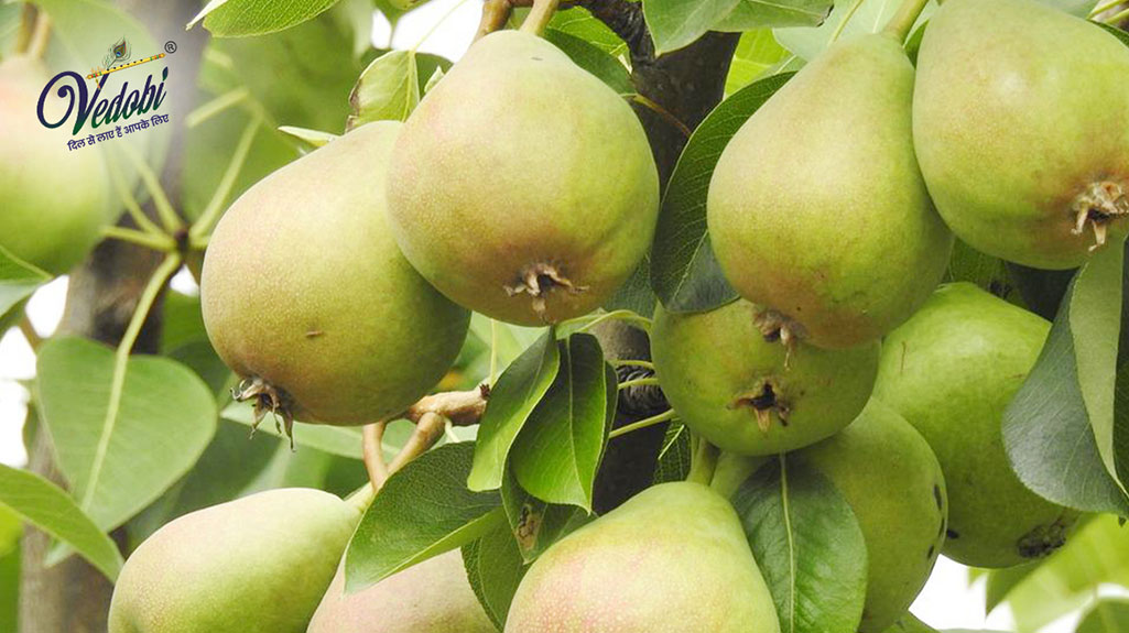 नाशपाती खाने के फायदे और नुकसान