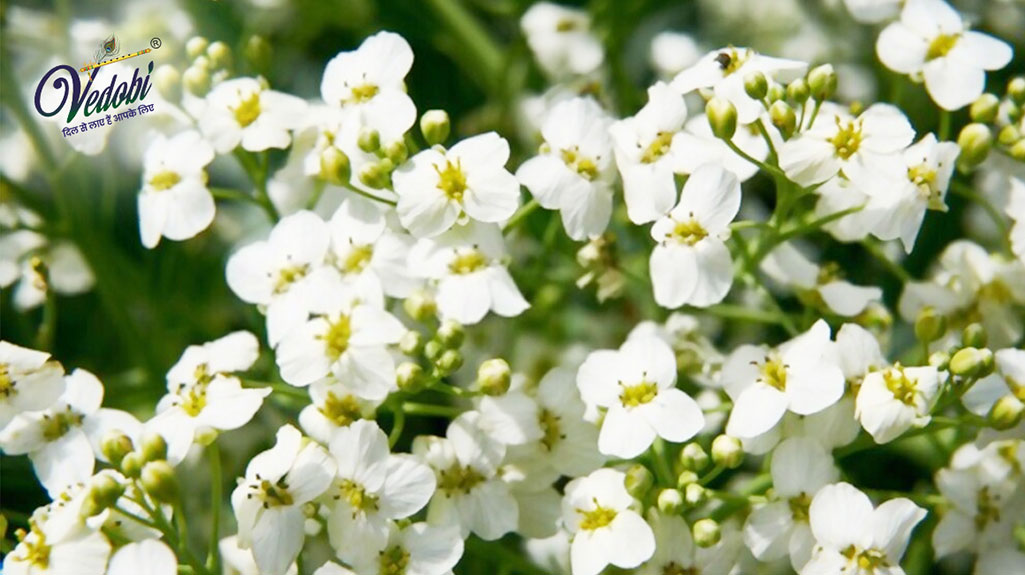 यारो क्या है? जानिए, इसका आयुर्वेदिक महत्व, लाभ, उपयोग और दुष्प्रभाव