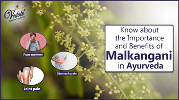 Know about the Importance and Benefits of Malkangani in Ayurveda