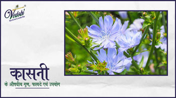 कासनी के औषधीय गुण, फायदे एवं उपयोग