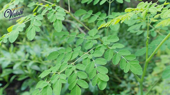 क्या है सहजन (मोरिंगा)? जानें, इसके आयुर्वेद में महत्व एवं फायदे