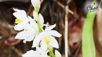 जानें, सफेद मूसली के आयुर्वेद में महत्व, फायदे एवं उपयोग