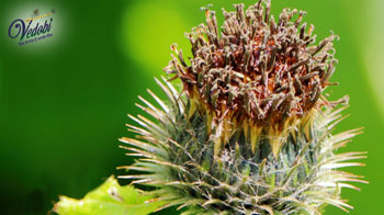 जानें, कूठ के औषधीय लाभ और उपयोग