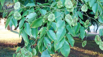 विजयसार के फायदे और उपयोग