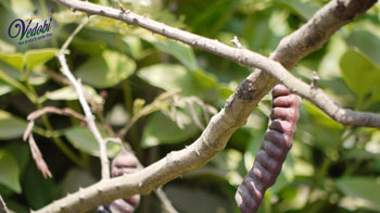 क्या हैं शिकाकाई? जानें, इसके फायदे और उपयोग