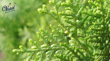 Jhau: Know its Benefits and Side effects