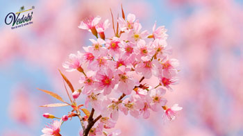 Padmak: Benefits, Uses and Side effects