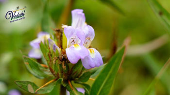 Orchid tree (Kachnar)- Benefits, Uses & Side effects