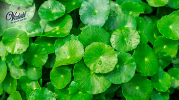 Why is Bhringaraj known as the ‘King of Hair Remedies?