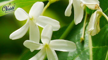 जानें, कुटज के आयुर्वेद में महत्व और फायदे