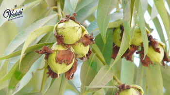 Why is Nagkesar considered so important in Ayurveda?