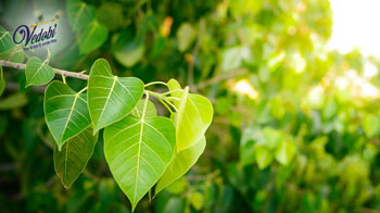 पीपल के आयुर्वेद में महत्व और फायदे