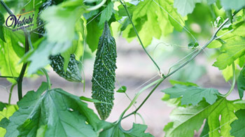 Benefits and Uses of Bitter gourd