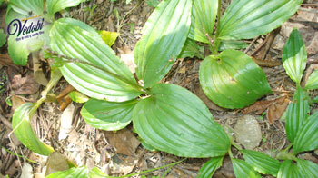 Mandukaparni: Health Benefits, Uses and Side effects