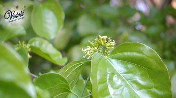 All you need to know about Kuchla