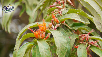 Importance and Benefits of Dhataki in Ayurveda