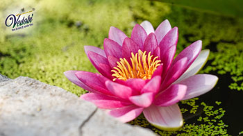 Lotus: A Symbol of Divine Beauty and Purity
