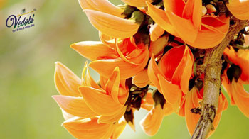 Nutrients and Benefits of Palash