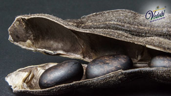 What is Kaunch Beej? Know its Benefits and Uses