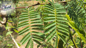 Khadir: Health Benefits, Uses and Side effects